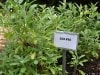 Salvia i örtagården